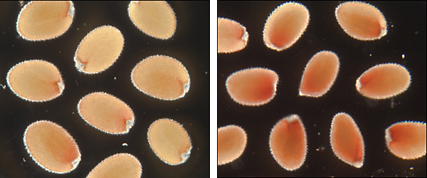 Normal seeds and seeds deficient in HHT